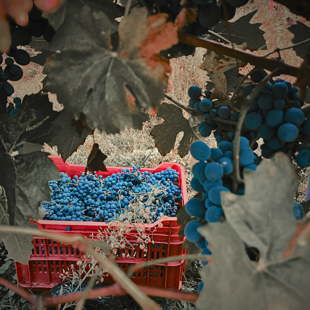 L'arte di raccontare il vino
